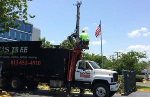 Tree service Lakeland