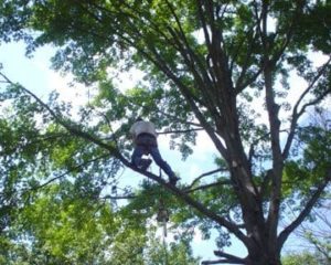 Tree service Brandon